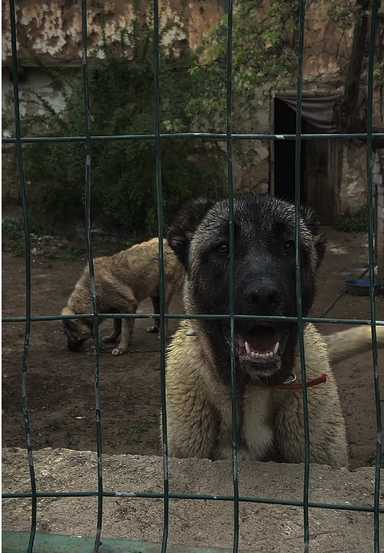 @ANADOLU ASLANLARI🐶🇹🇷