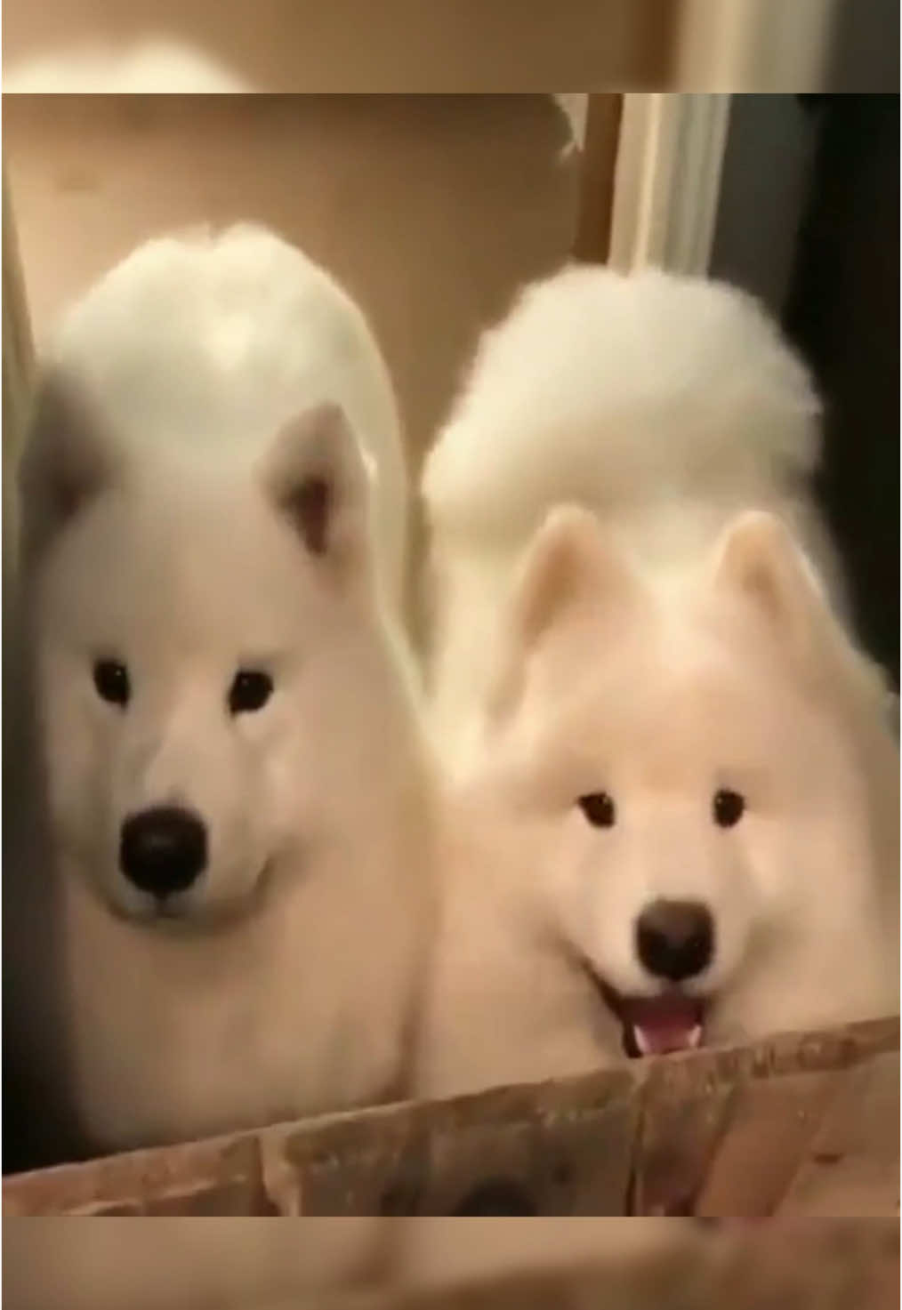 @cute dogs channel