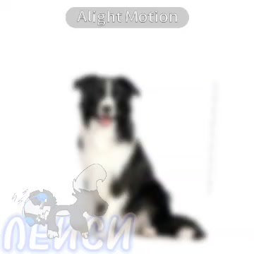 @собака Лейси👑|||🐶✅🐱✅