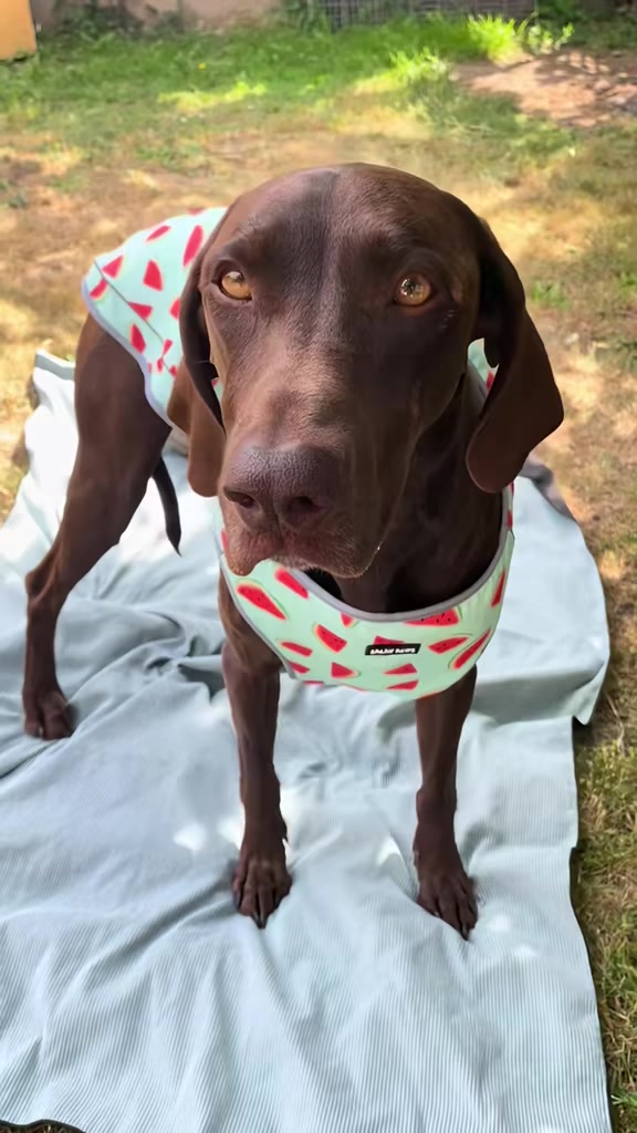 @Rocky_and_mom 🐾❤️🐶