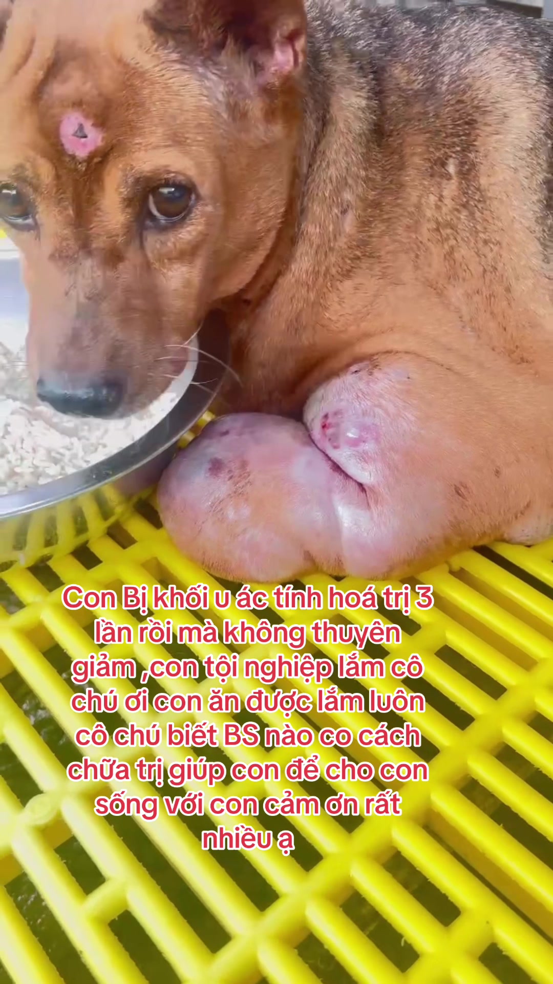 @yeuthuongchomeoba5