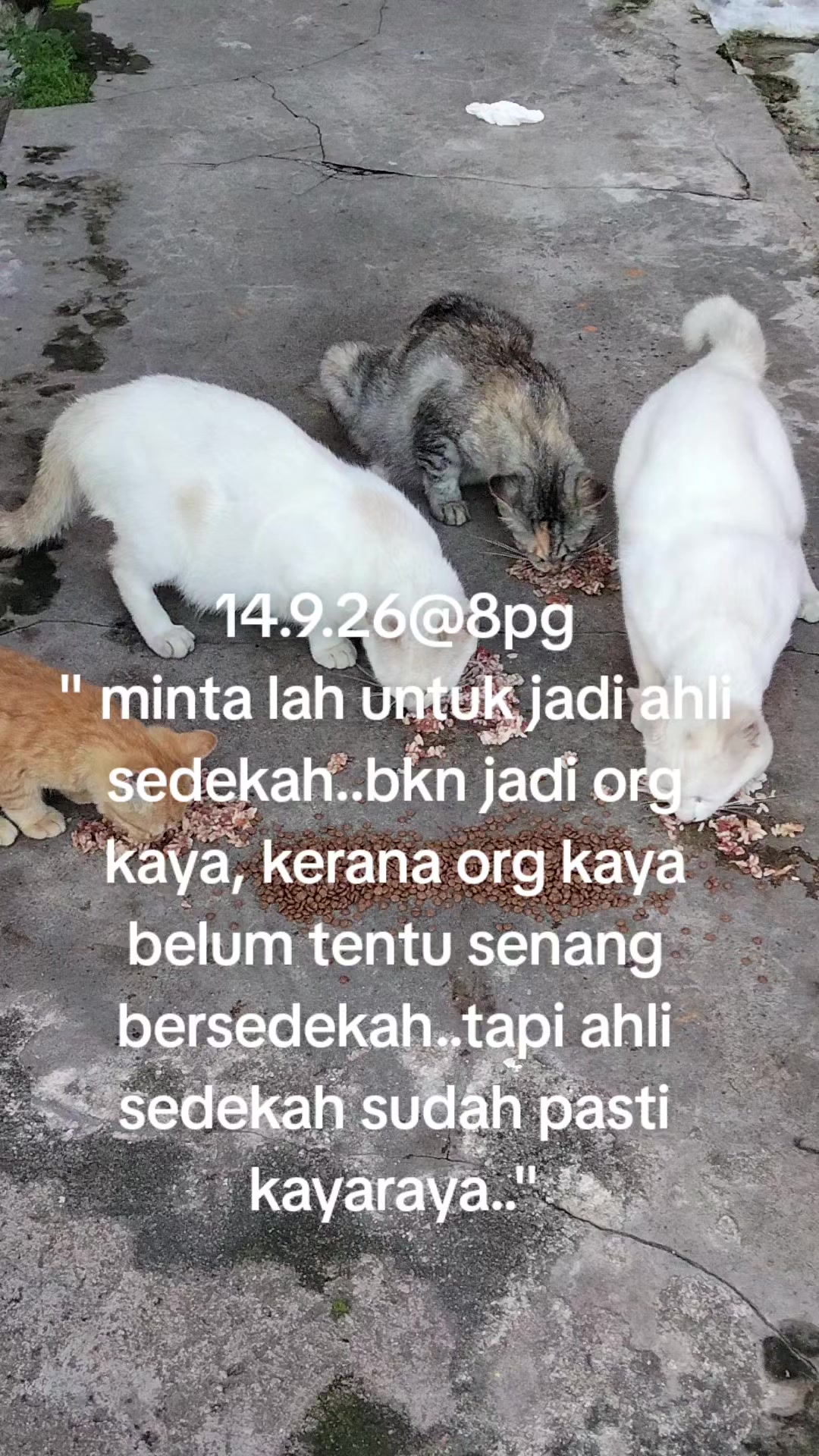 @MaderCats