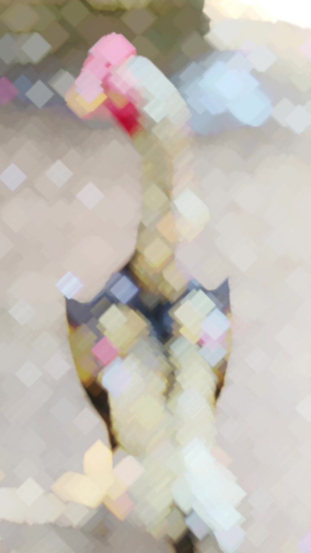 @ɴᴀᴀꜰɪʟ. ꜱɴ. 🍒)