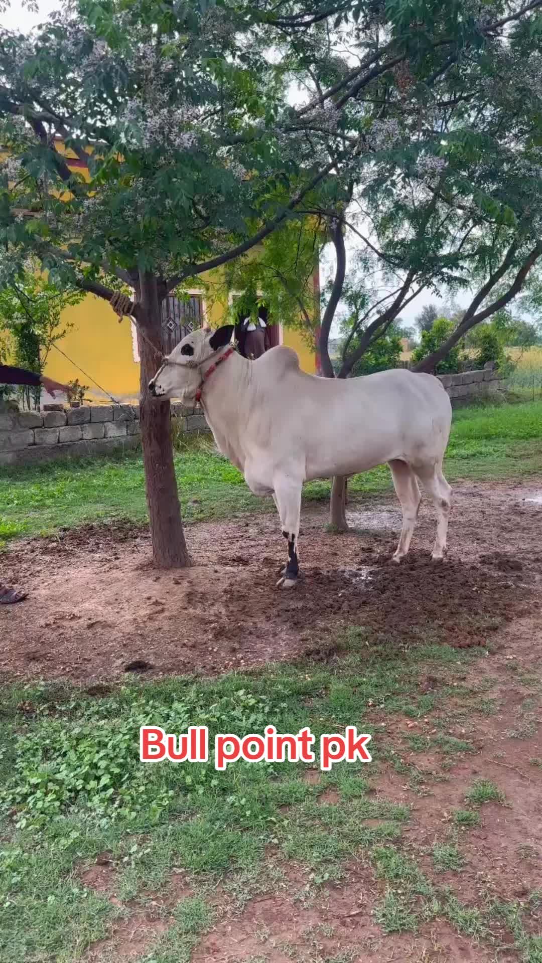 @Bullpointpk_official