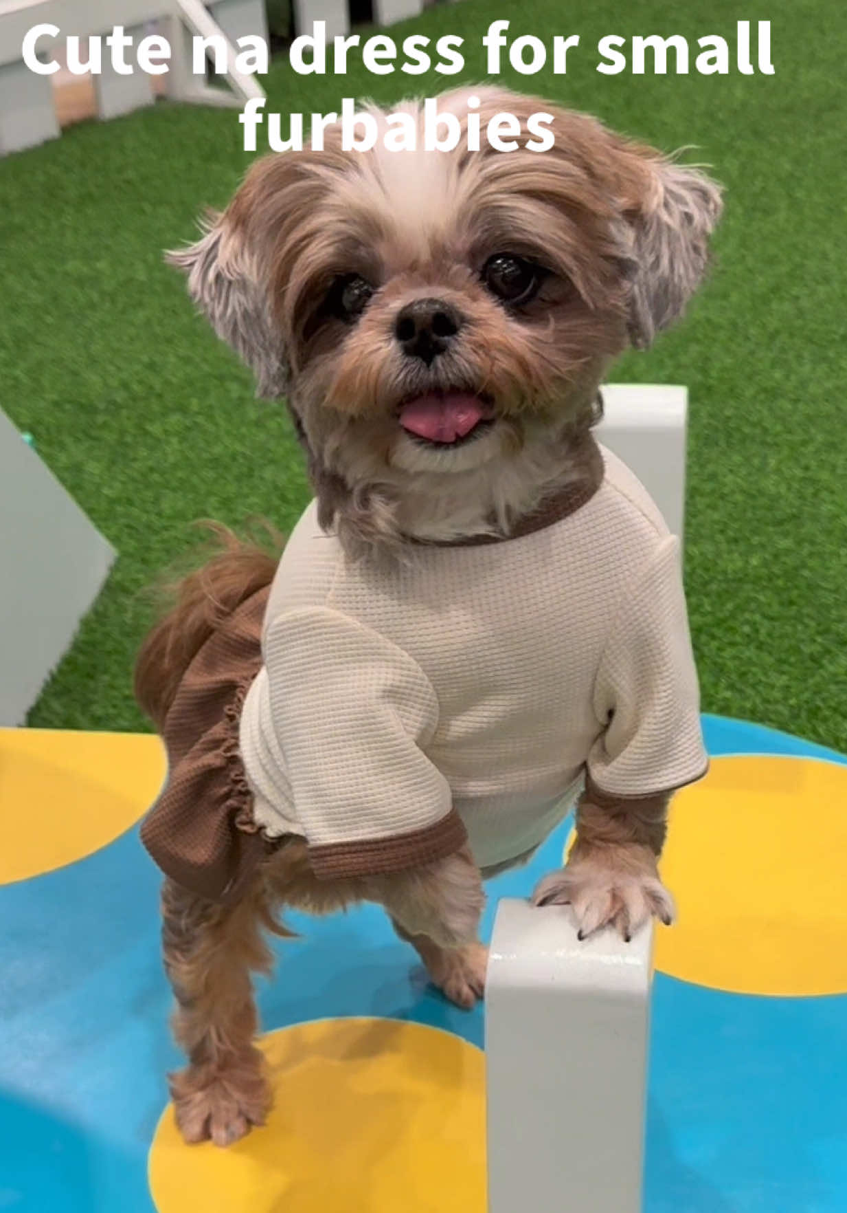 @Nella and Lucky the Shih🐶