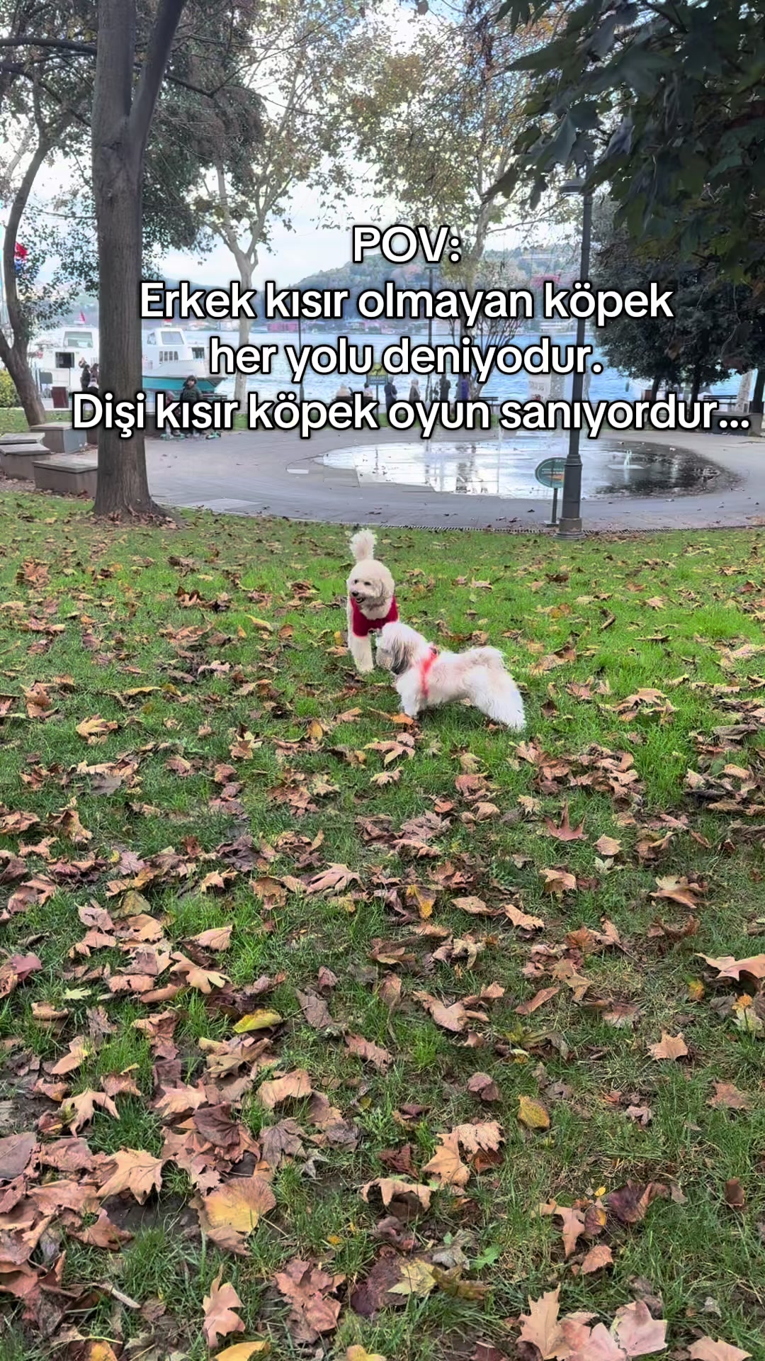 @gizoli88