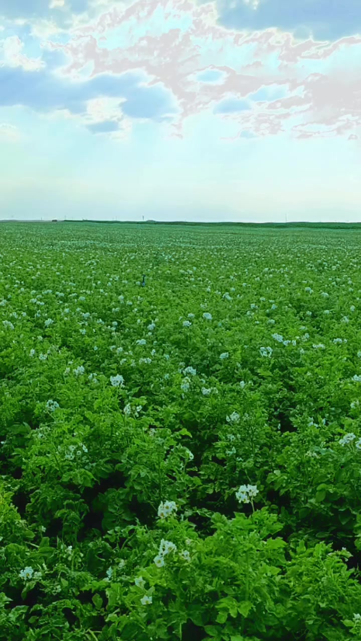 @جوراه بای