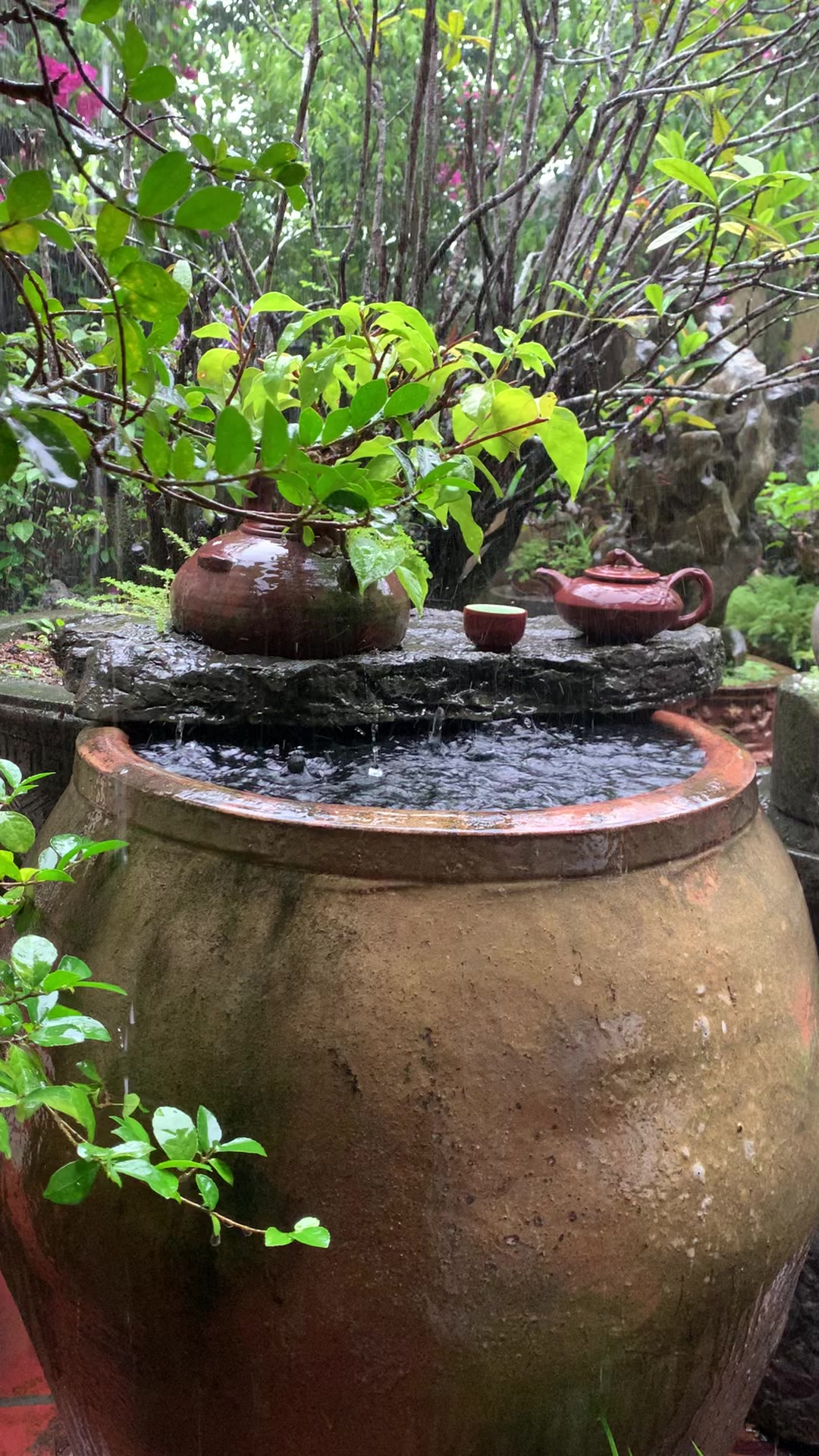 @Lê Đức Cương Bonsai
