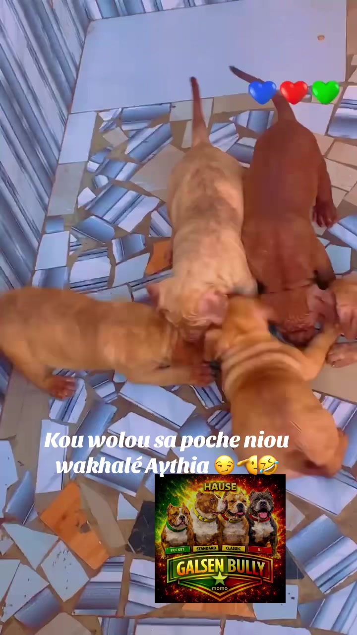 @Momoparleauxchiens🇸🇳🇩🇪