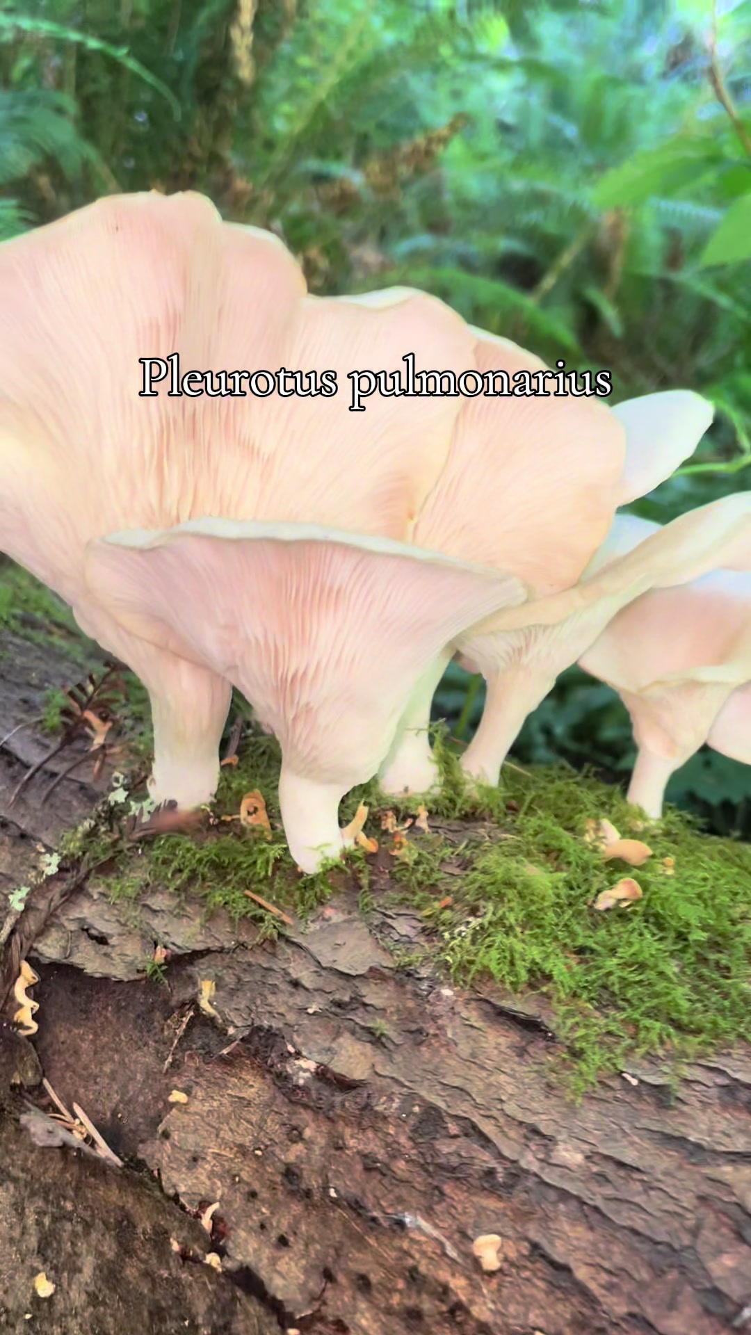 @707mycology