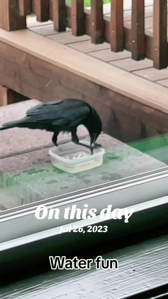 @Chomps