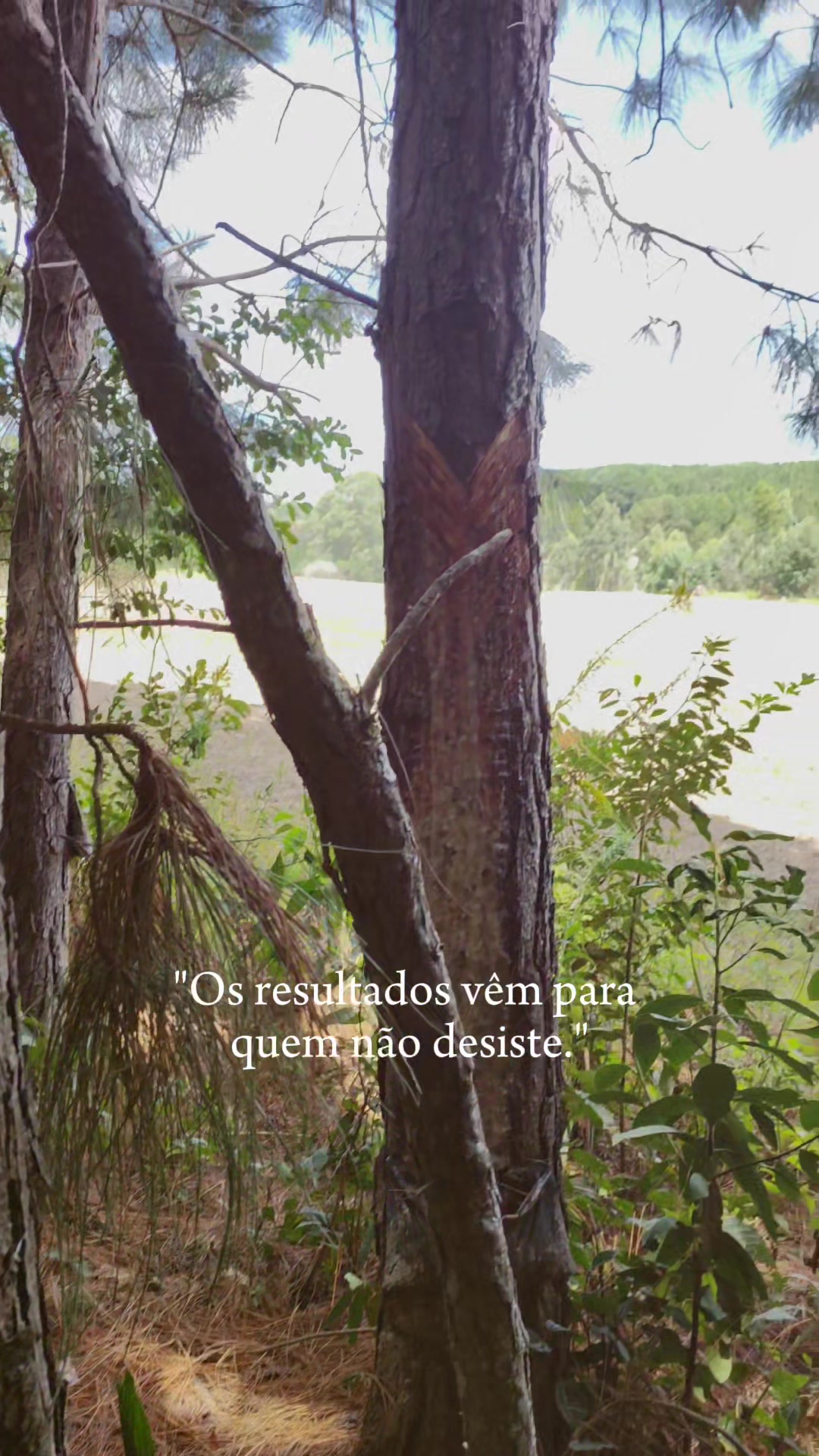@WHresinas 🌲🛢️