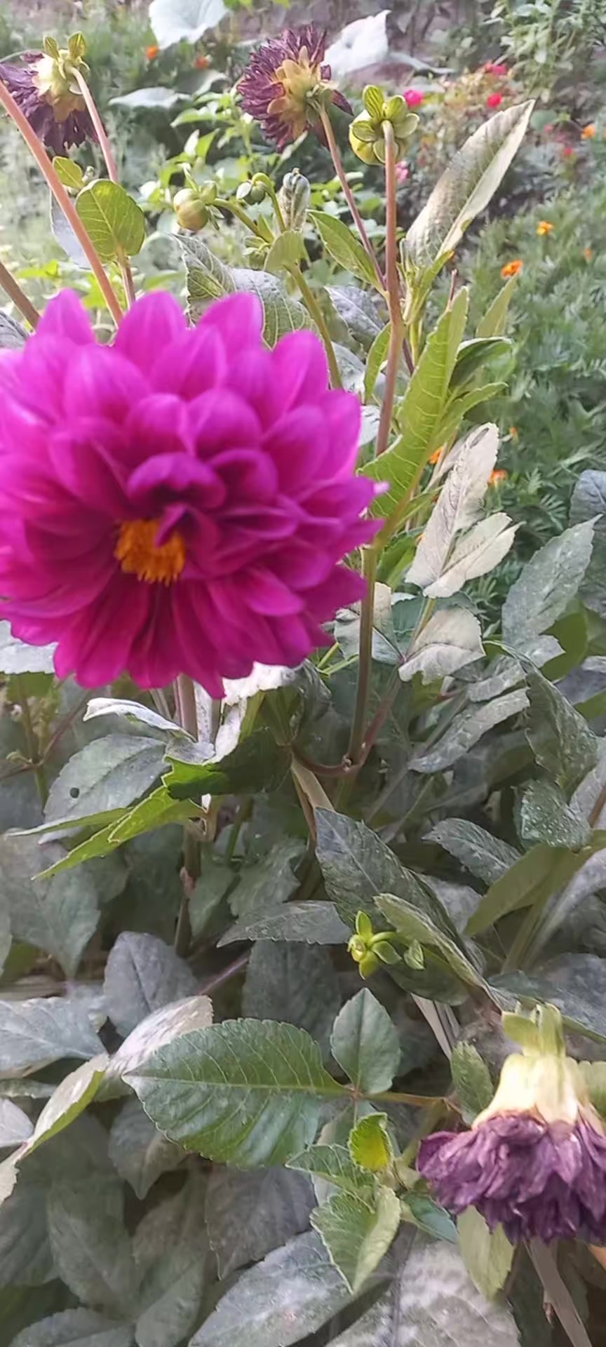 @DILDORA🌹❤️