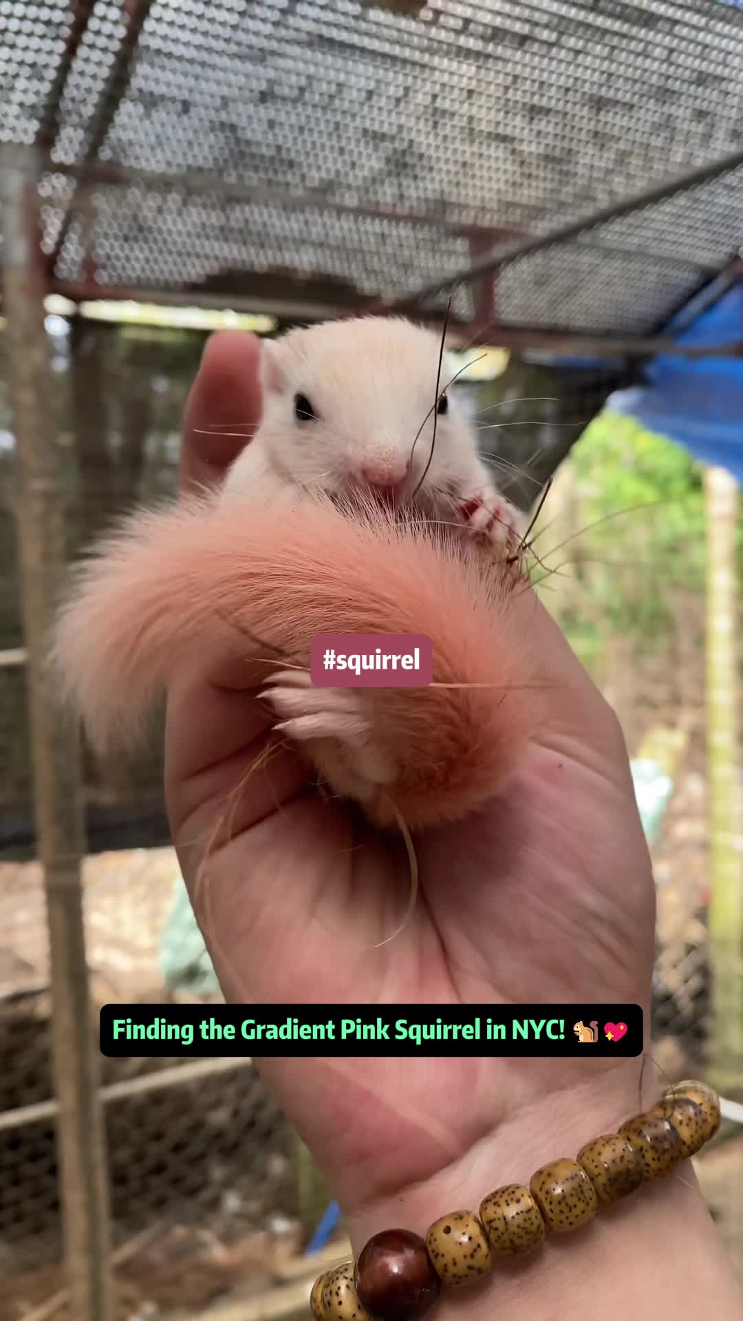 @The Squirrel Sandy