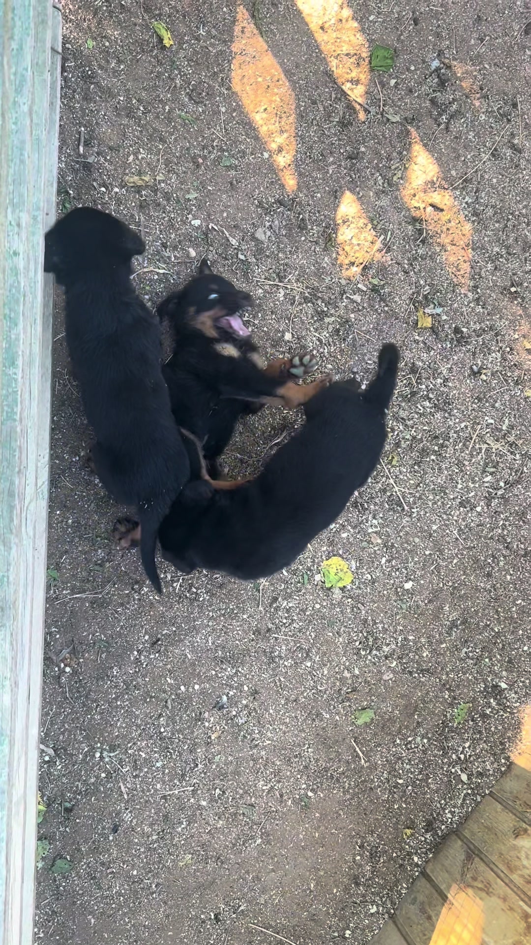 @RottweilerBaku