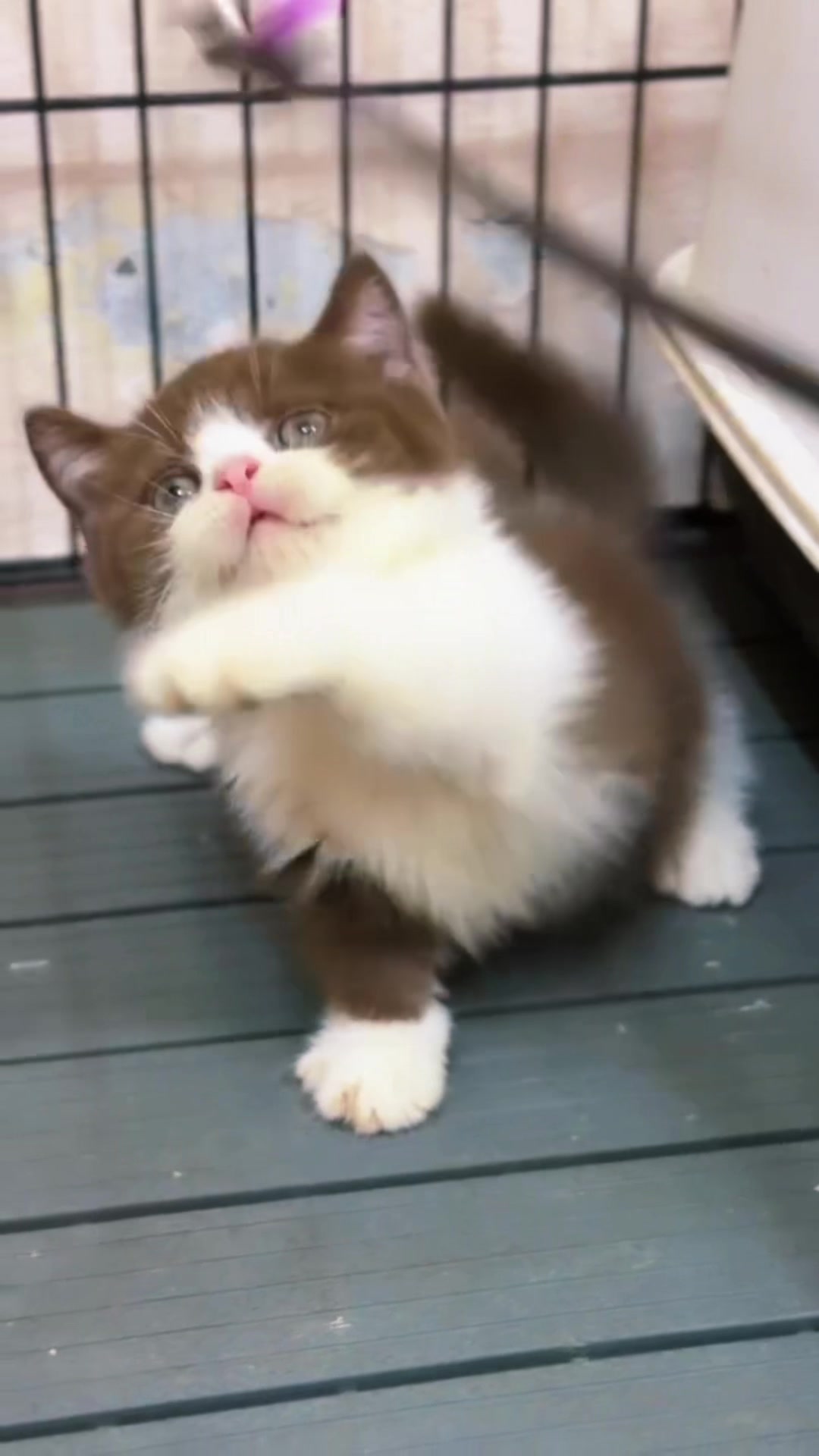 @fuyncats