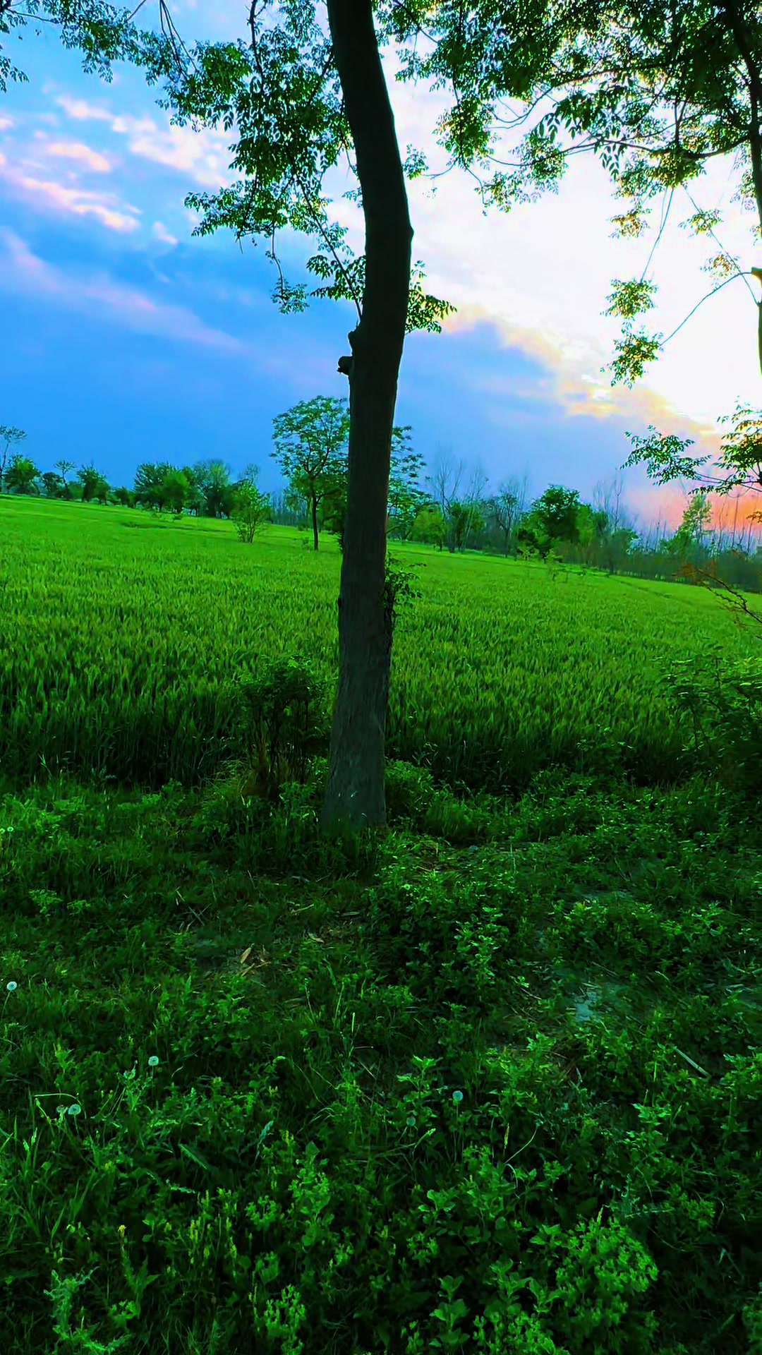 @Muhammad Riaz
