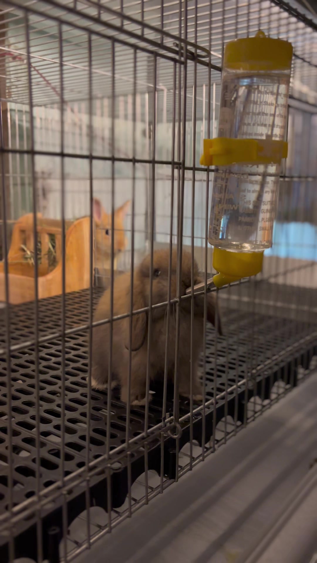 @chedyrabbit.jkt