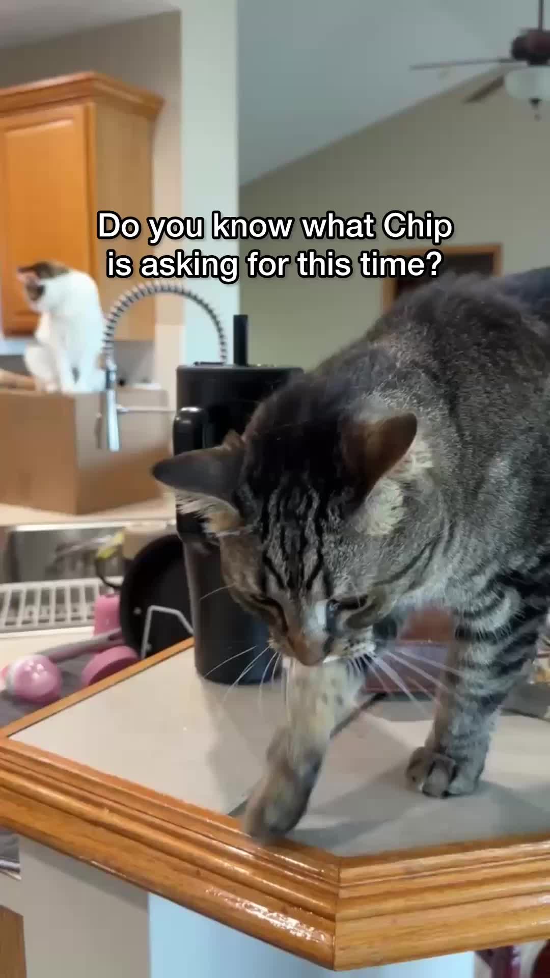 @Chip The Manx