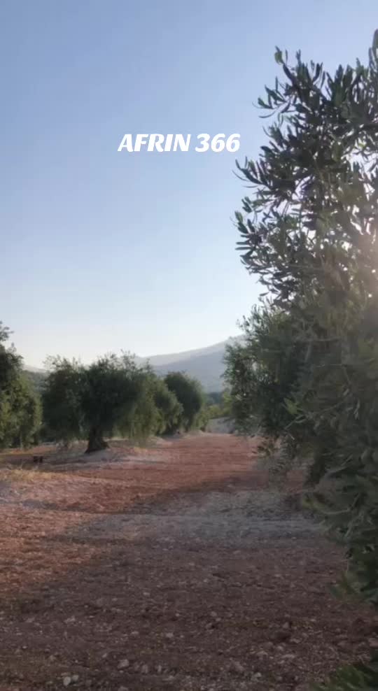@DELŞAD GUZEM