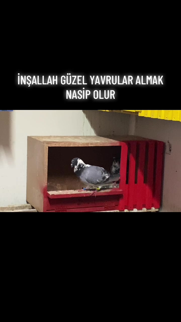 @ⒼİSMAİL ACARⒼ
