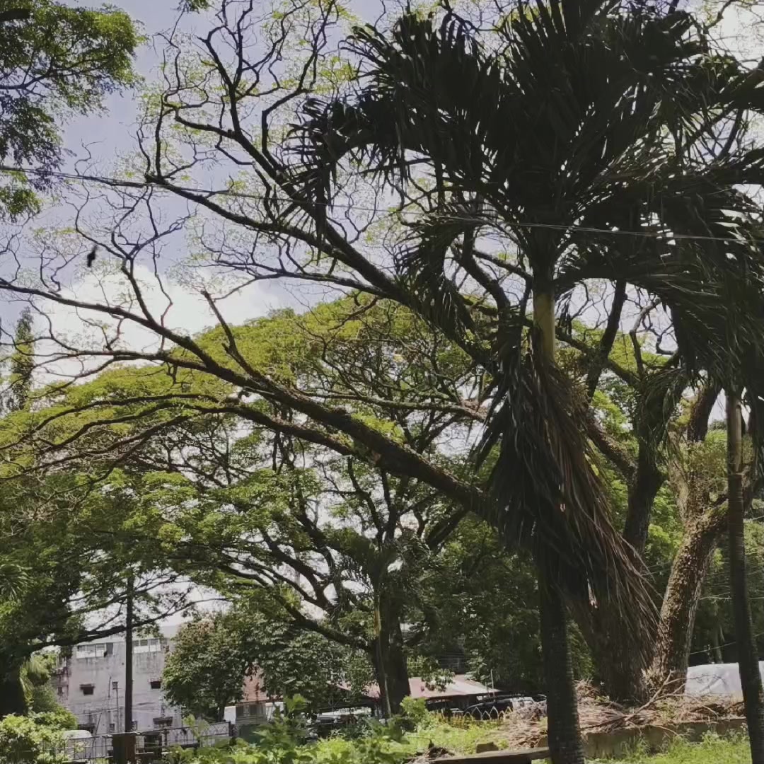 @Calli.Abby🎙️🎶🇵🇭