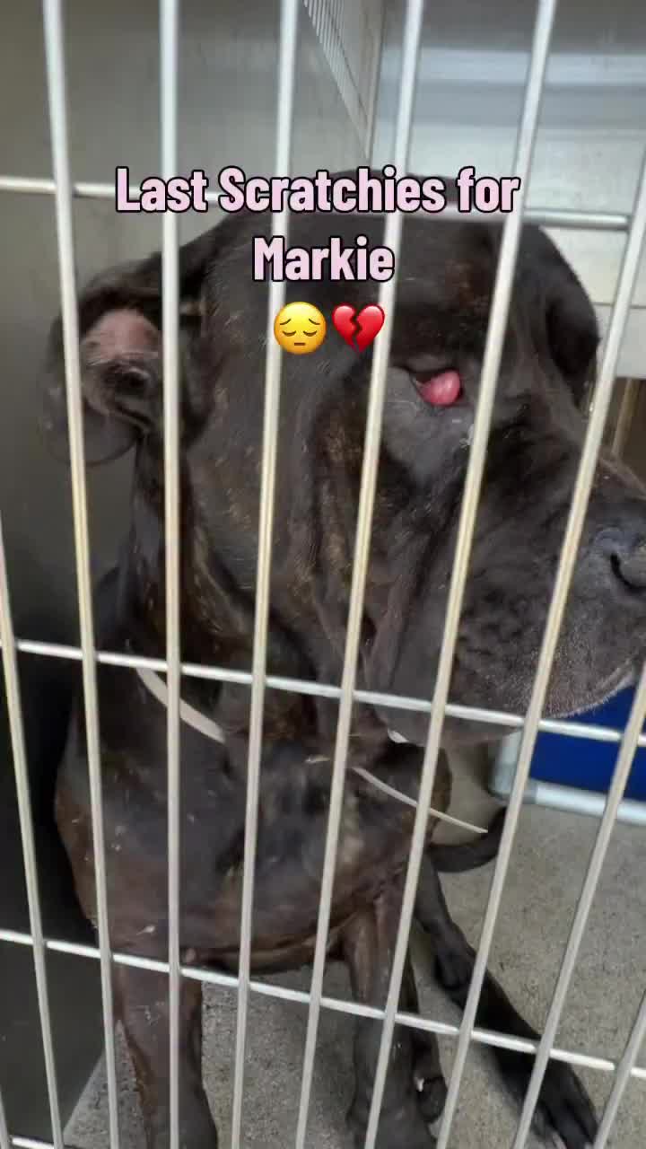 @Cane Corsos
