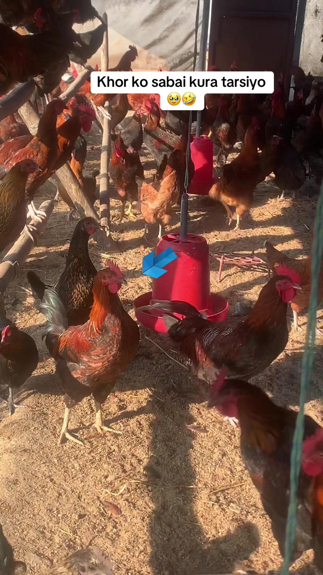 @Poudel Poultry Farm 🐔