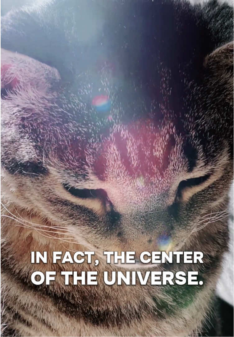 @Noctua Cat Enrichment