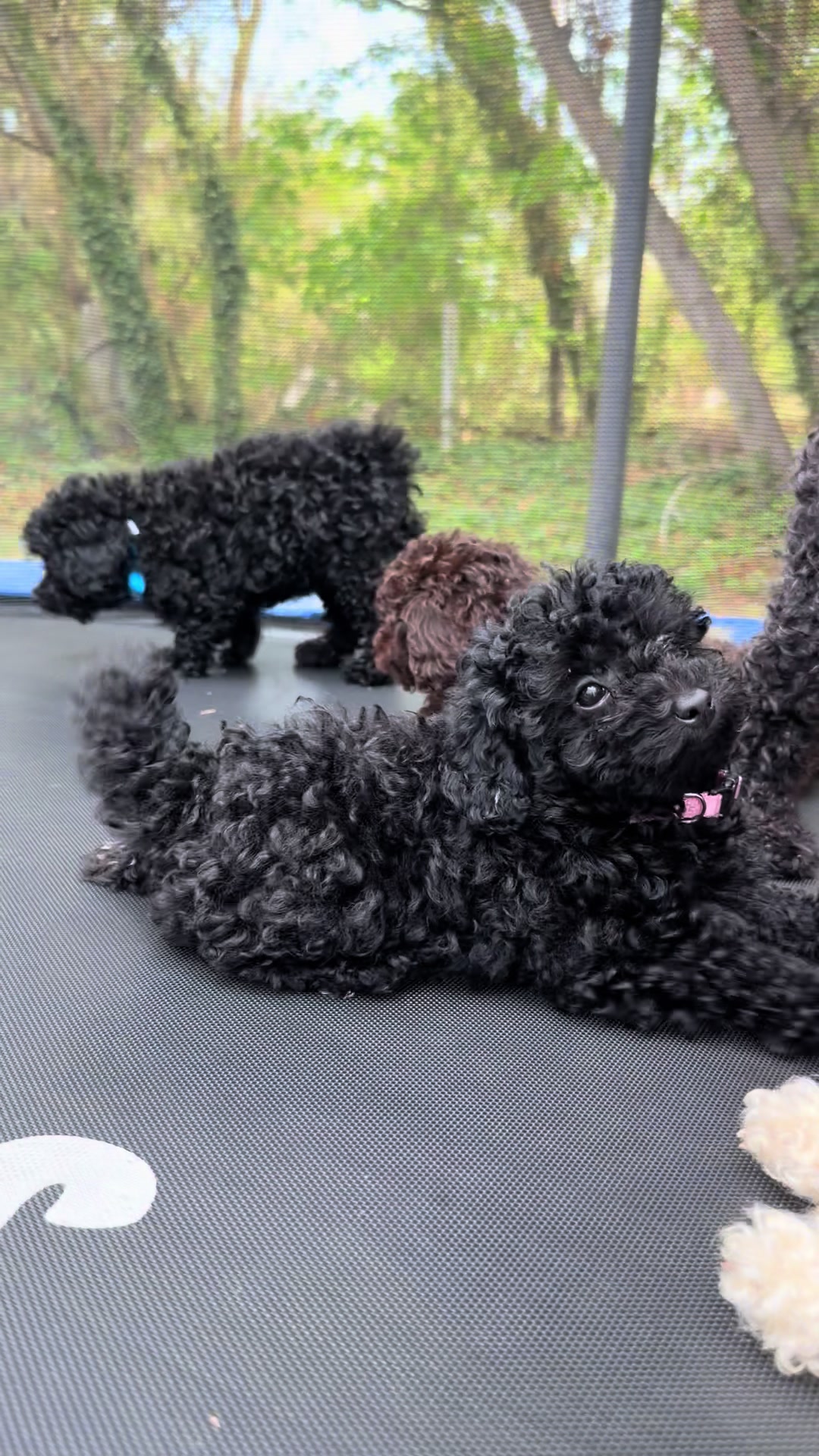 @Toy Pudél NJ 🐾