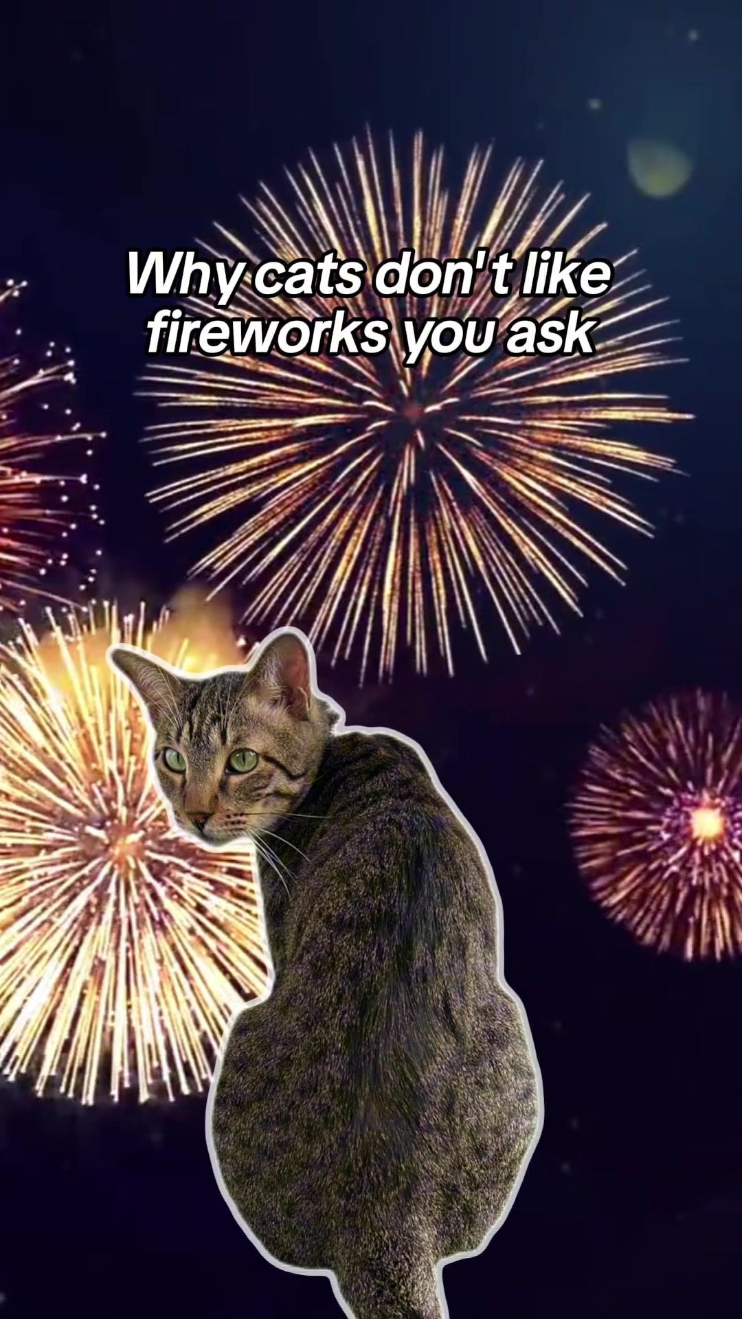 @Cat Tigrous