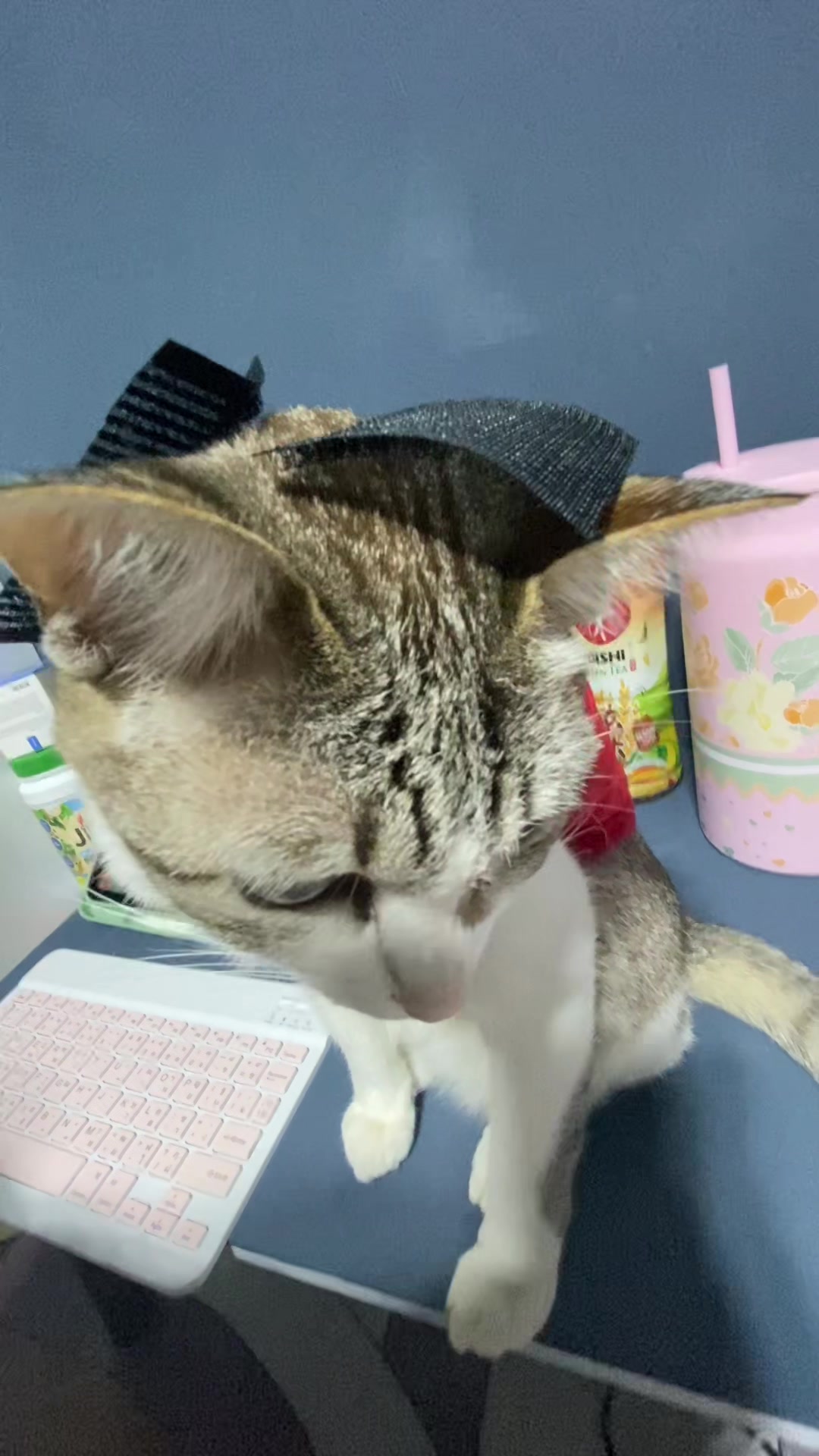 @🧧เปาเฮง🧧รีวิวแมว🐱