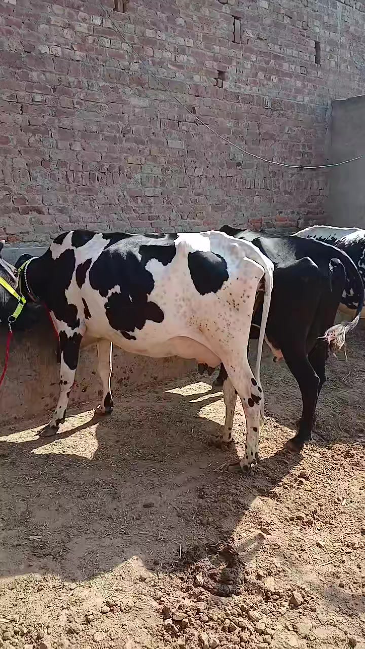 @Farming and Business Ideas