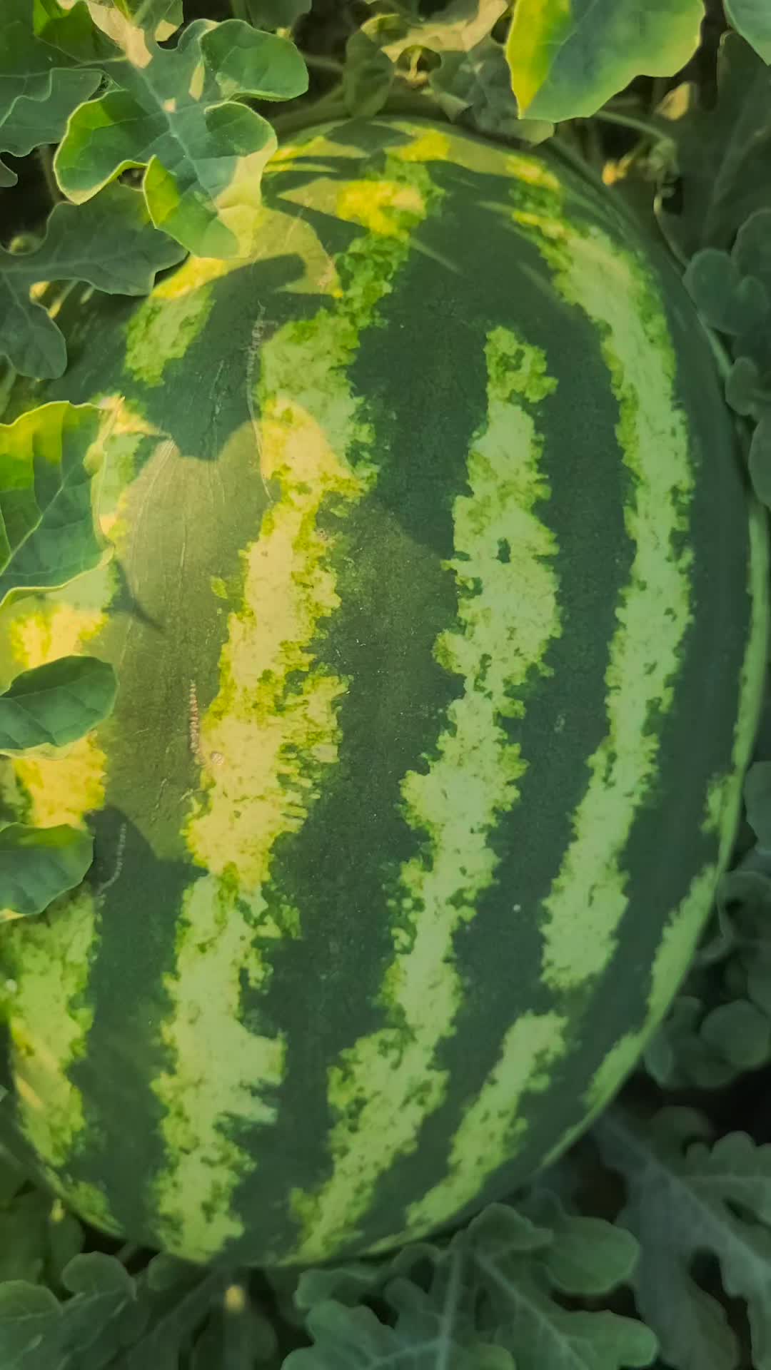 @LEVENT ÇAKIROĞLU