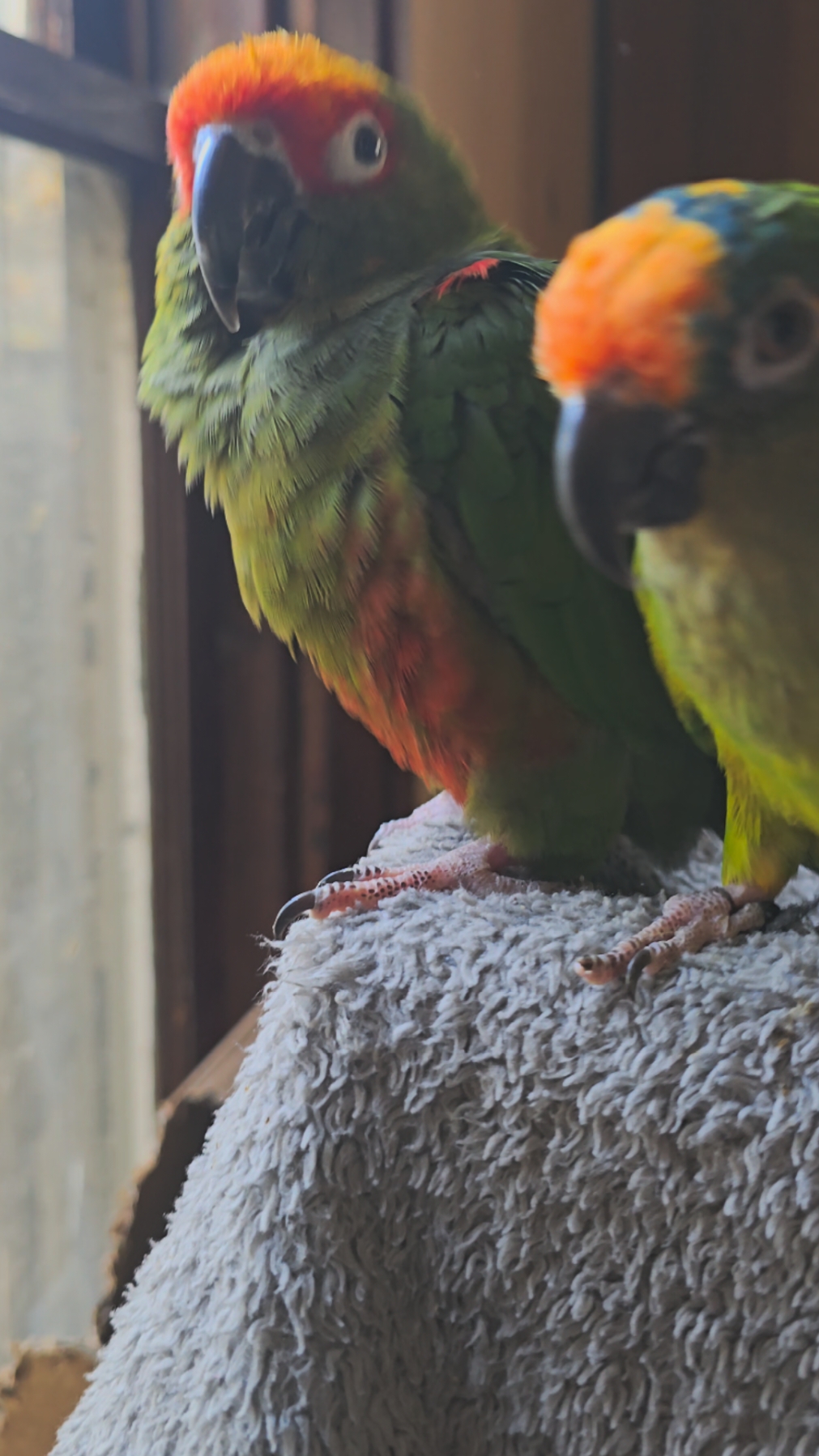 @QbertBird🦜👀