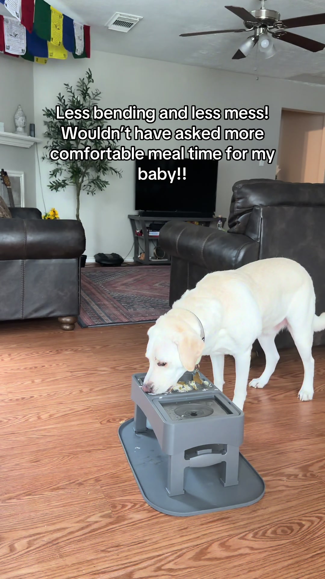 @Buddy_the_lab