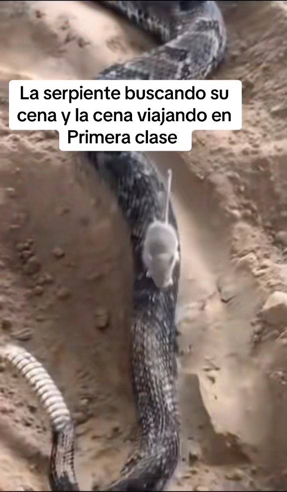 @Rodriguez