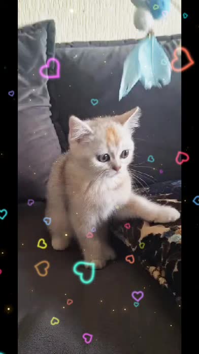 @BKH-KITTEN