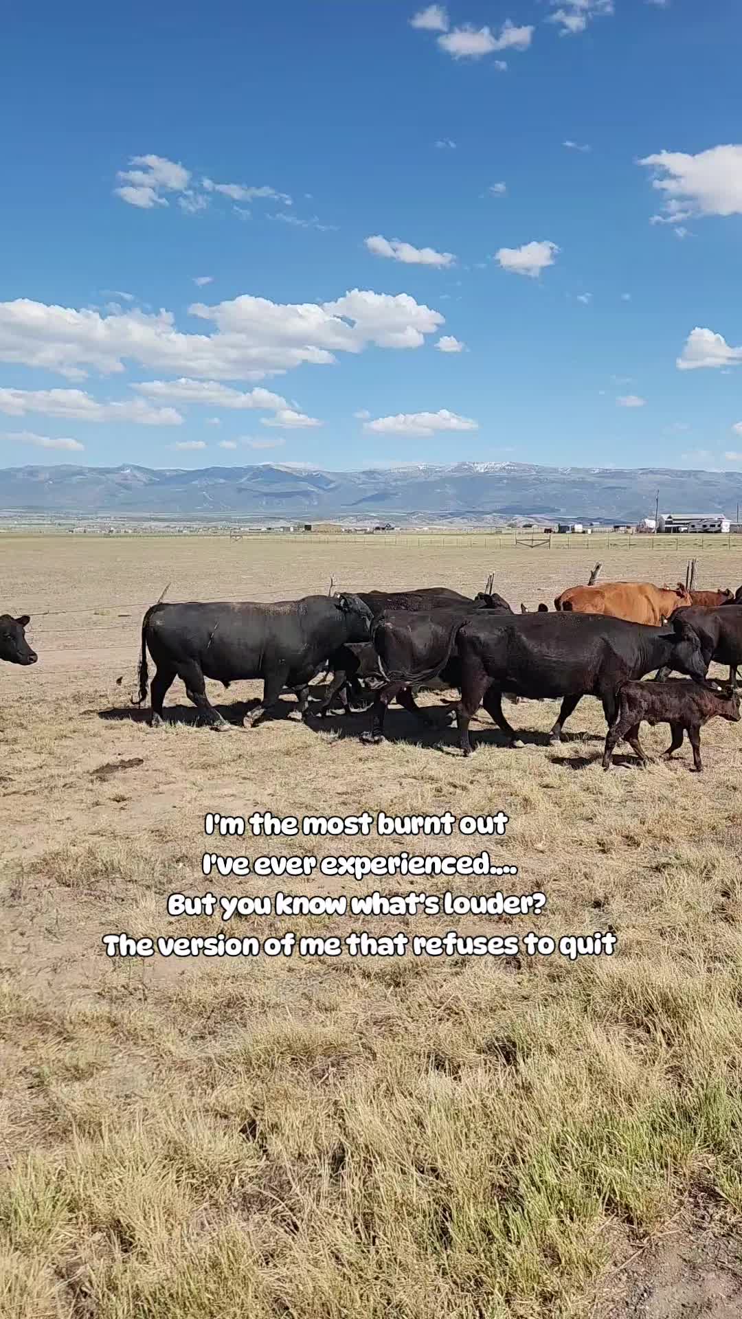 @Olsen Horse & Cattle Co. LLC