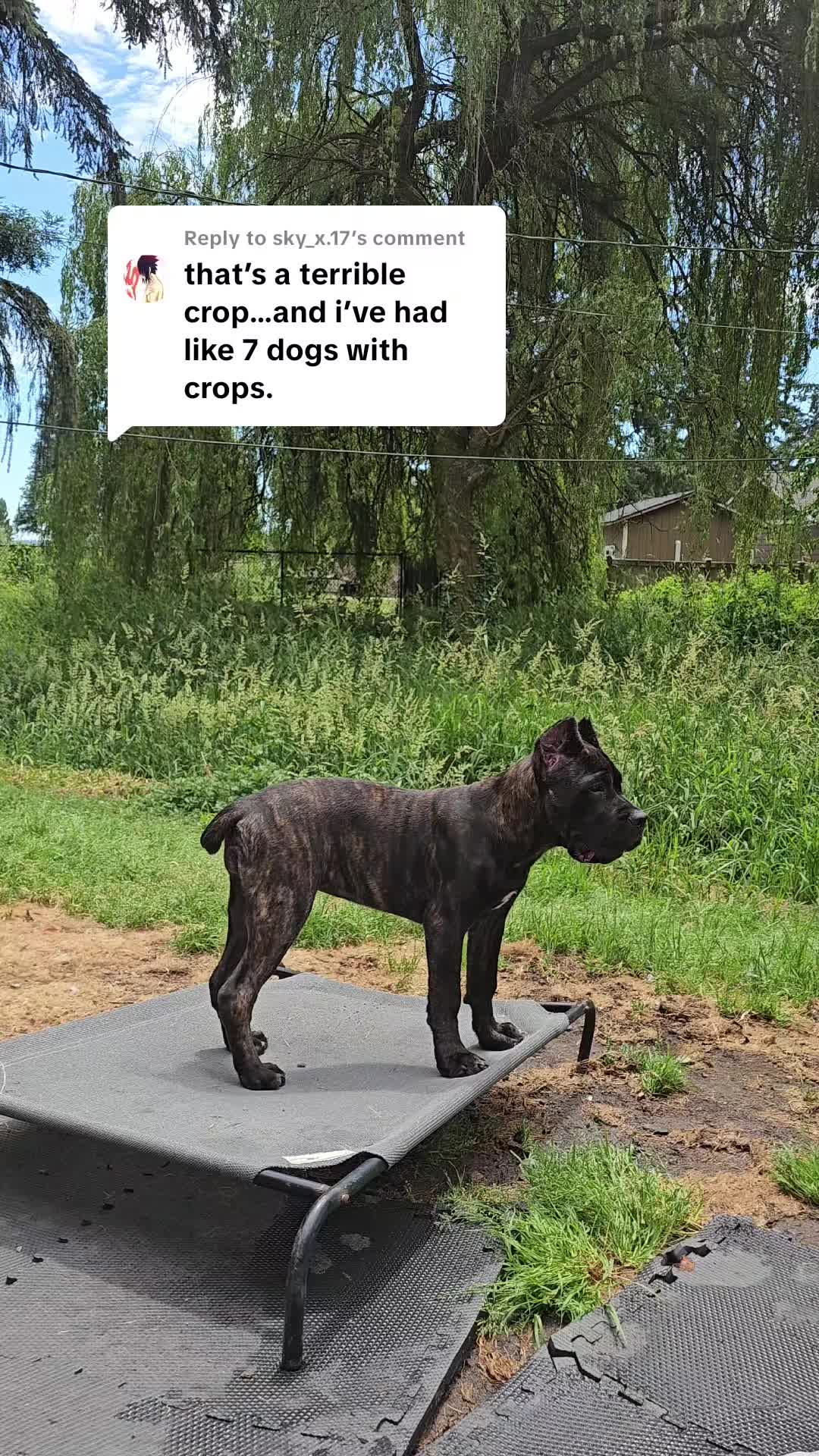 @SalmonCreekCaneCorso