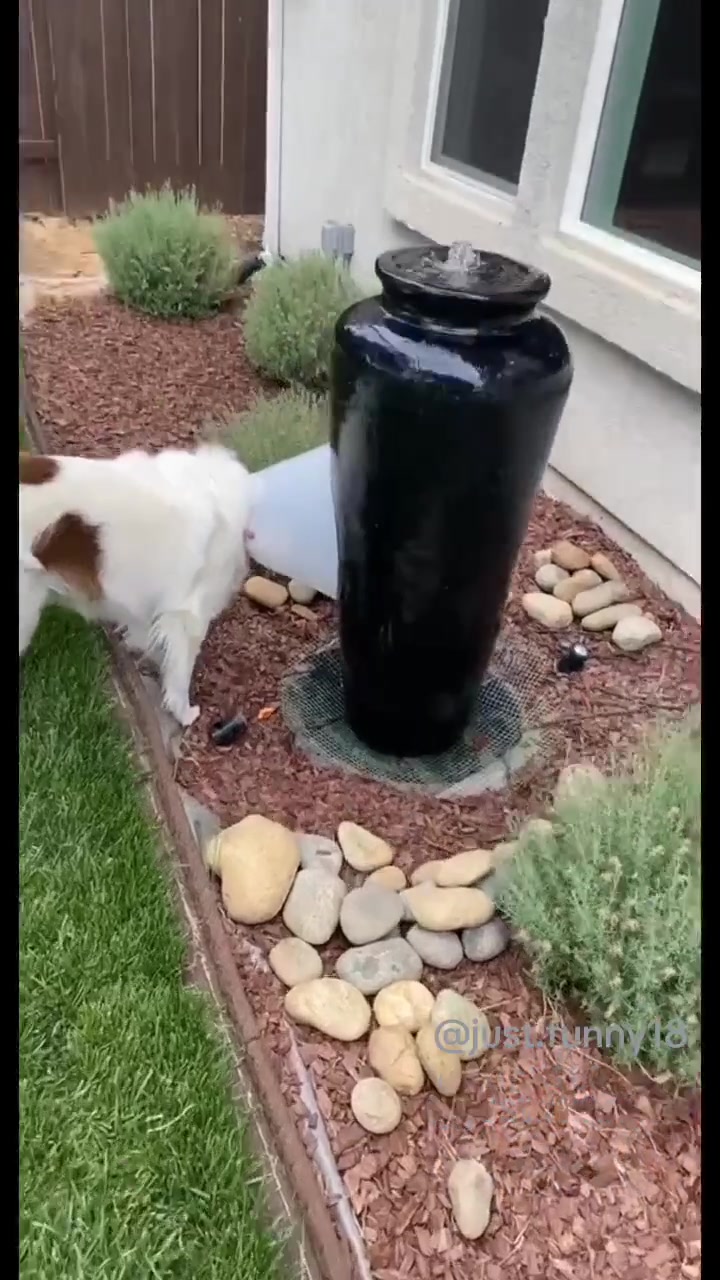 @Funny Animals😽🐶❤️