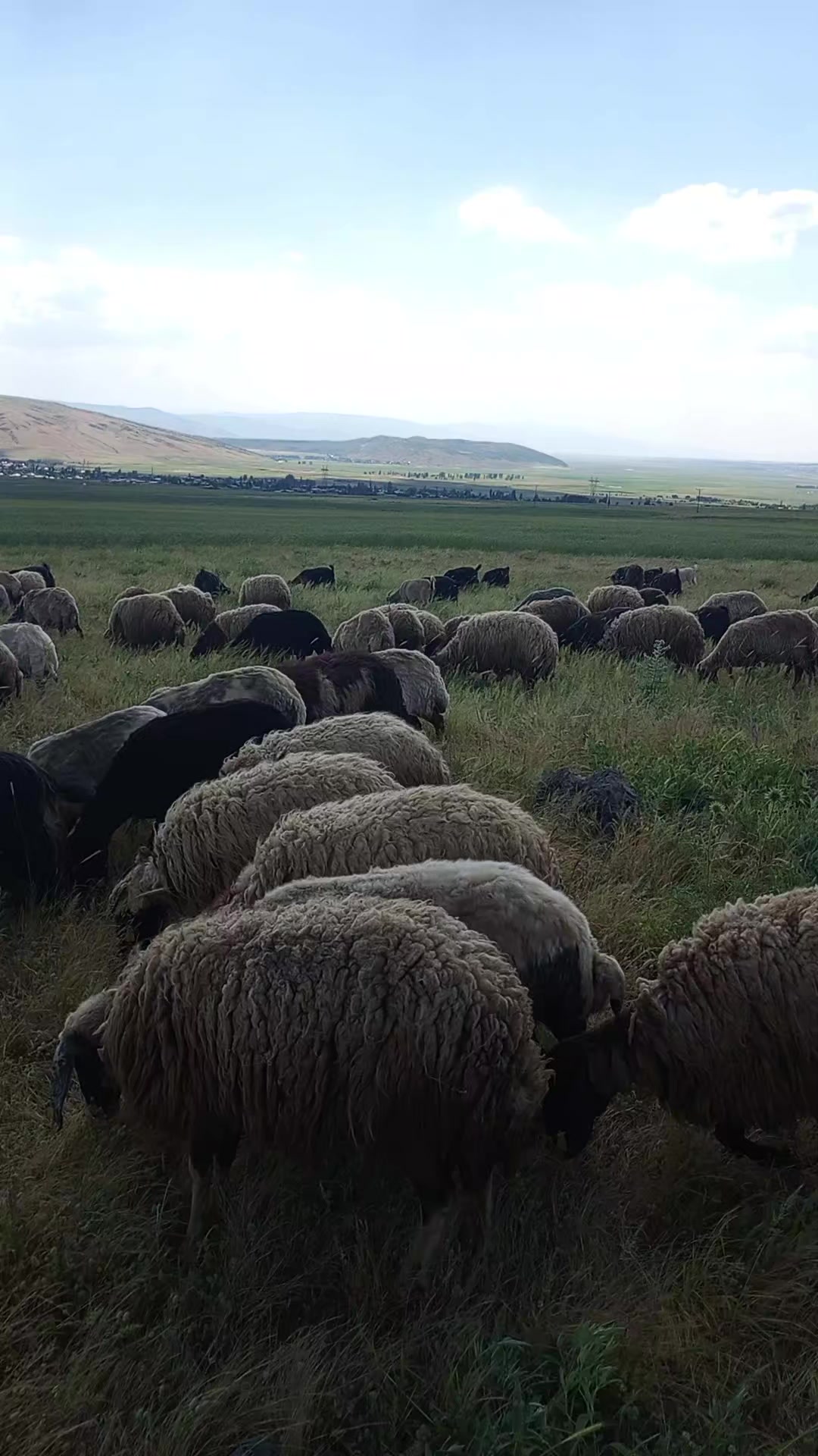 @Kasım