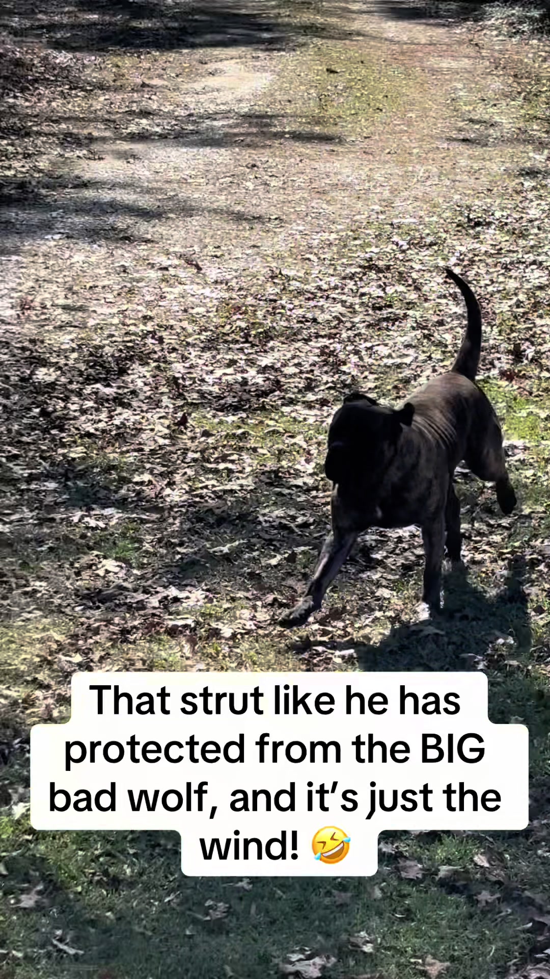 @HULK the mastiff
