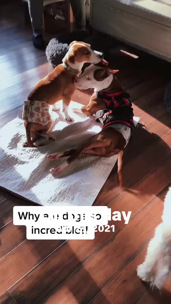 @dogmom76