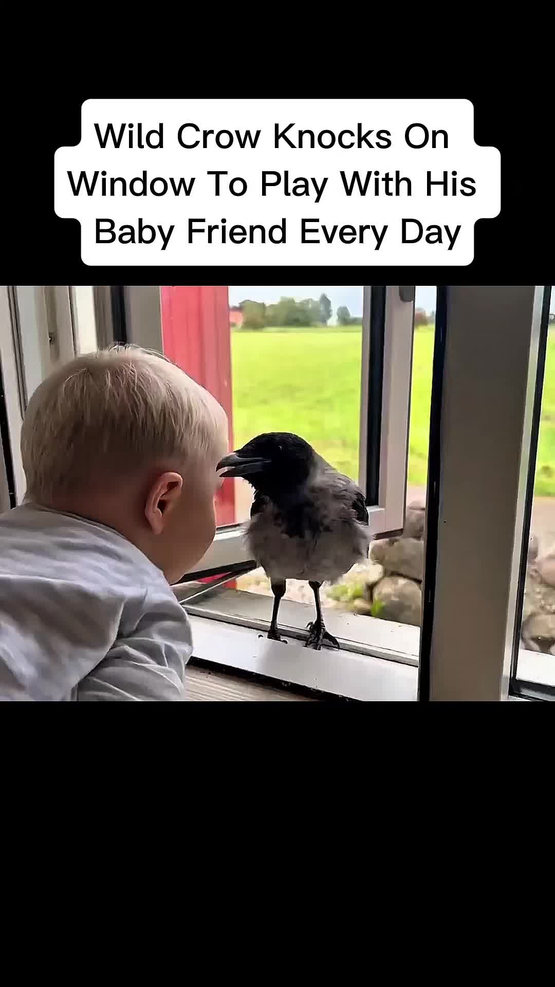 @cddle_buddies_channel