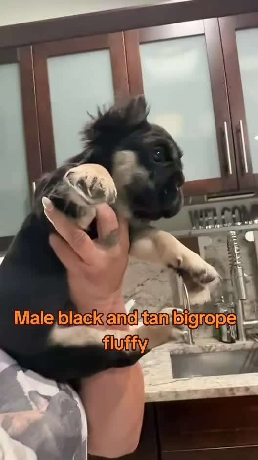 @Tommy_Yari_Frenchie