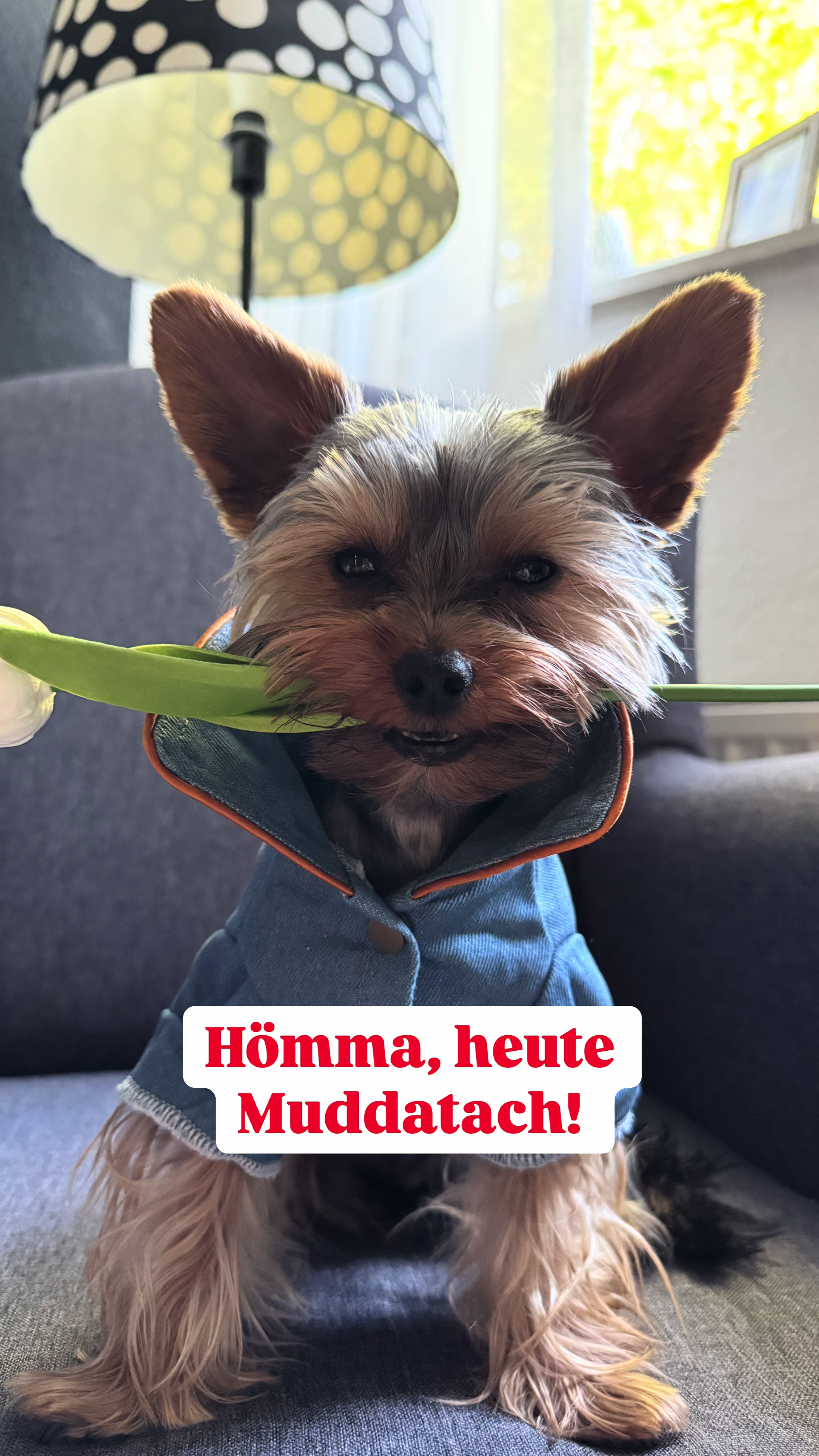 @teddyfromyork