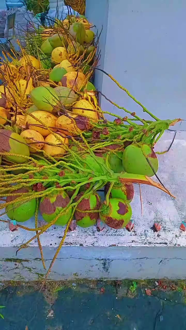 @Young Tiger Cold Coconuts🥥🌴