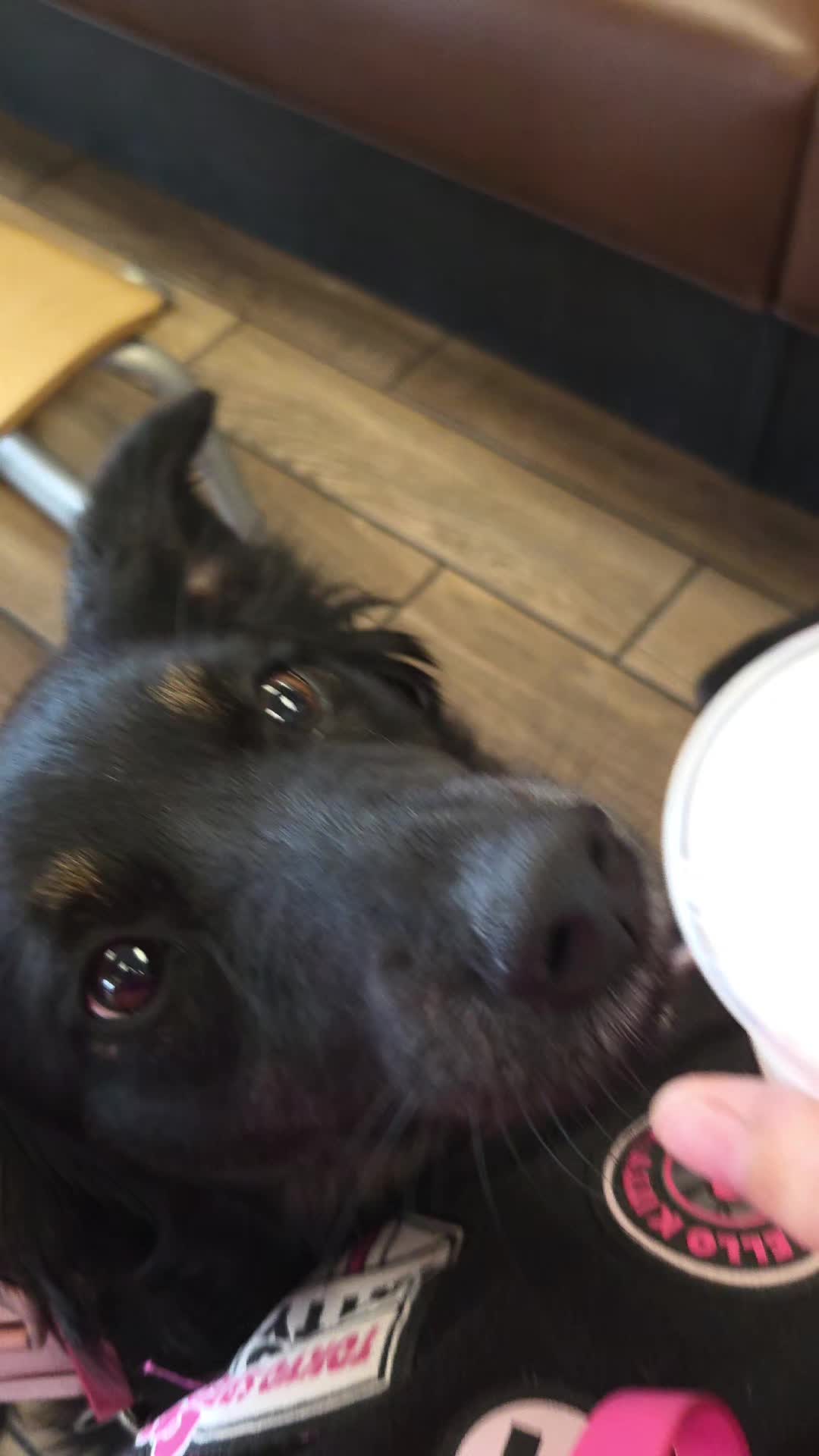 @Nala the Service aussie
