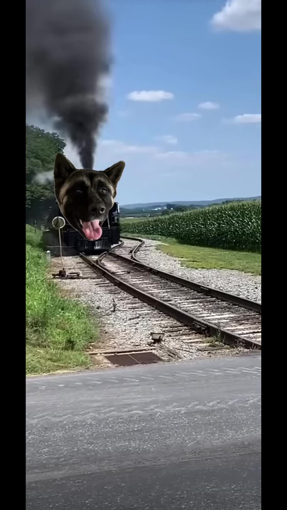 @Buffy_American_Akita
